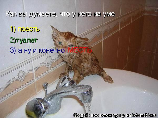Как вы думаете, что у него на уме 2)туалет 3) а ну и конечно 1) поесть МЕСТЬ... Котоматрица: Как вы думаете, что у него на уме 2)туалет 3) а ну и конечно 1) поесть МЕСТЬ