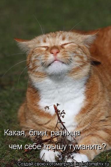 Котоматрица: Какая, блин, разница чем себе крышу туманить?