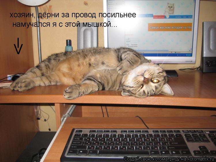 хозяин, дёрни за провод посильнее намучался я с этой мышкой... I V... Котоматрица: хозяин, дёрни за провод посильнее намучался я с этой мышкой... I V