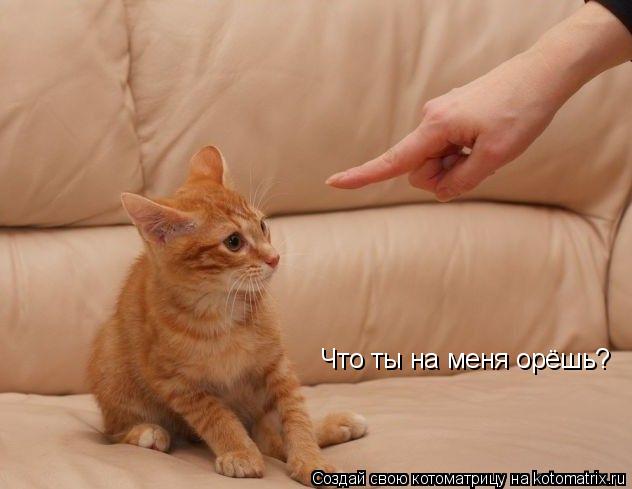 Что ты на меня орёшь?... Котоматрица: Что ты на меня орёшь?