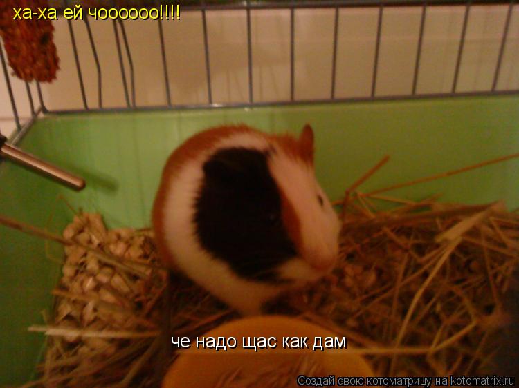 Котоматрица: че надо щас как дам ха-ха ей чоооооо!!!!