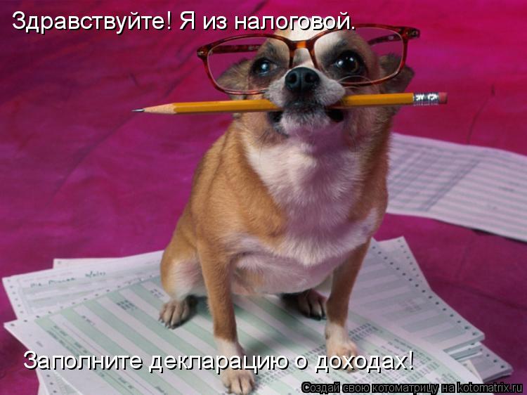 Здравствуйте! Я из налоговой. Заполните декларацию о доходах!... Котоматрица: Здравствуйте! Я из налоговой. Заполните декларацию о доходах!