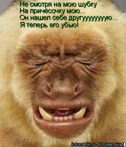 Не смотря на мою шубку На причёсочку мою... Он нашел себе другуууууууую... Я теперь его убью!... Котоматрица: Не смотря на мою шубку На причёсочку мою... Он нашел себе другуууууууую... Я теперь его убью!