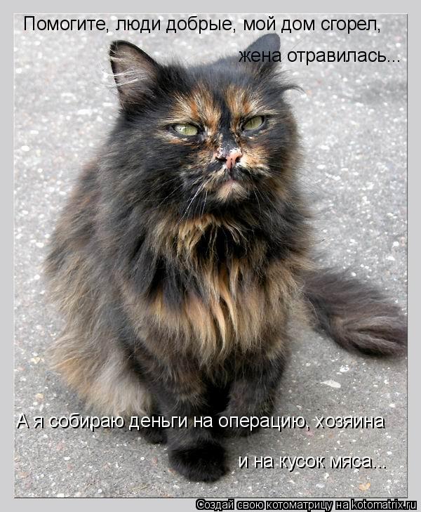 Помогите, люди добрые, мой дом сгорел, жена отравилась... А я собираю деньги на операцию, хозяина и н... Котоматрица: Помогите, люди добрые, мой дом сгорел, жена отравилась... А я собираю деньги на операцию, хозяина и на кусок мяса...