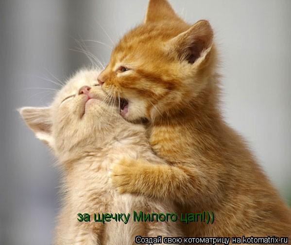 за щечку Милого цап!))... Котоматрица: за щечку Милого цап!))