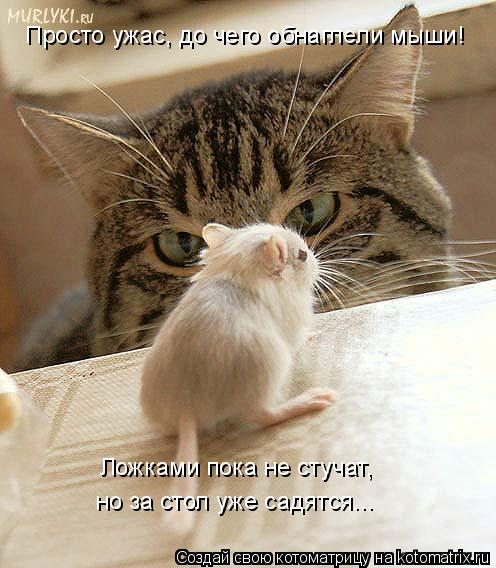 Просто ужас, до чего обнаглели мыши! Ложками пока не стучат, но за стол уже садятся...... Котоматрица: Просто ужас, до чего обнаглели мыши! Ложками пока не стучат, но за стол уже садятся...