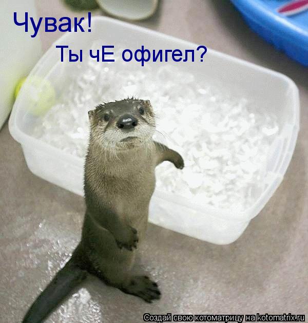 Чувак! Ты чЕ офигел?... Котоматрица: Чувак! Ты чЕ офигел?