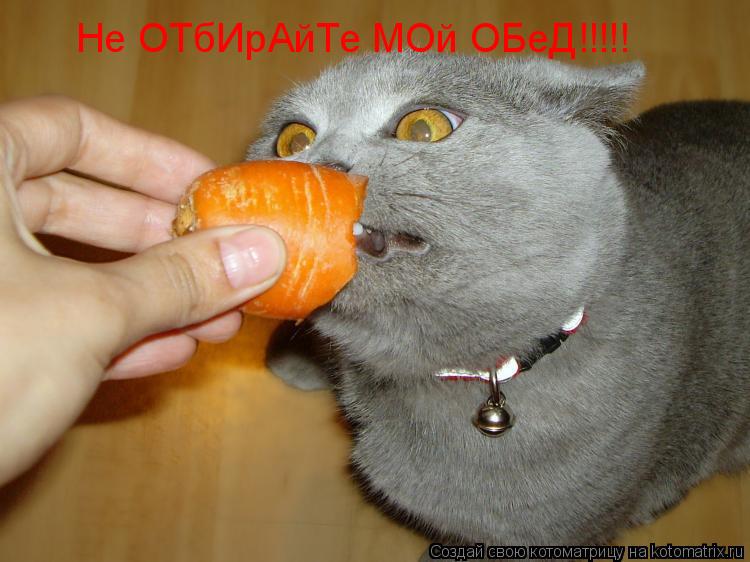 Не ОТбИрАйТе МОй ОБеД!!!!!... Котоматрица: Не ОТбИрАйТе МОй ОБеД!!!!!