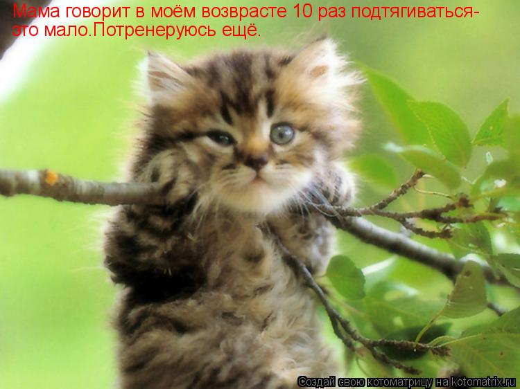 Мама говорит в моём возврасте 10 раз подтягиваться- это мало.Потренеруюсь ещё.... Котоматрица: Мама говорит в моём возврасте 10 раз подтягиваться- это мало.Потренеруюсь ещё.