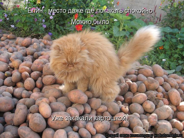Блин.. место даже где покакать спокойно Можно было Уже закакали картошкой..... Котоматрица: Блин.. место даже где покакать спокойно Можно было Уже закакали картошкой..