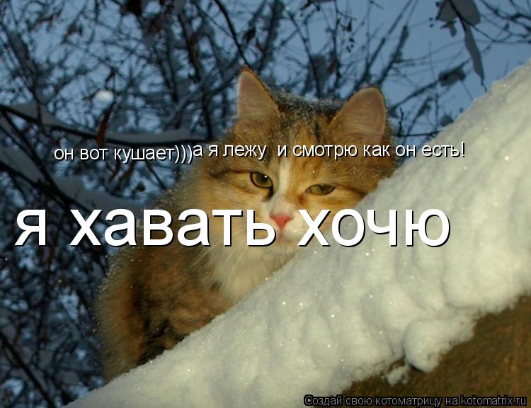 он вот кушает))) а я лежу и смотрю как он есть! я хавать хочю... Котоматрица: он вот кушает))) а я лежу и смотрю как он есть! я хавать хочю