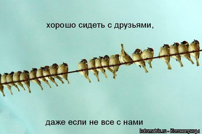 хорошо сидеть с друзьями, хорошо сидеть с друзьями, даже если не все с нами... Котоматрица: хорошо сидеть с друзьями, хорошо сидеть с друзьями, даже если не все с нами