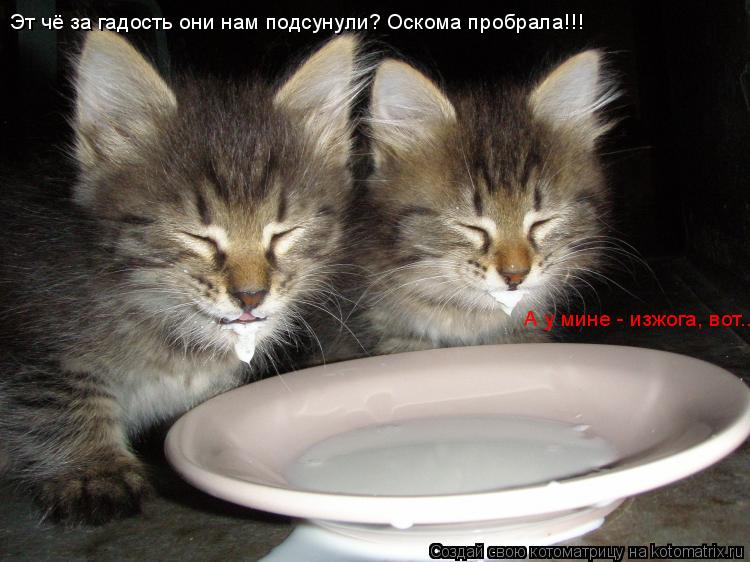 Эт чё за гадость они нам подсунули? Оскома пробрала!!! А у мине - изжога, вот...... Котоматрица: Эт чё за гадость они нам подсунули? Оскома пробрала!!! А у мине - изжога, вот...