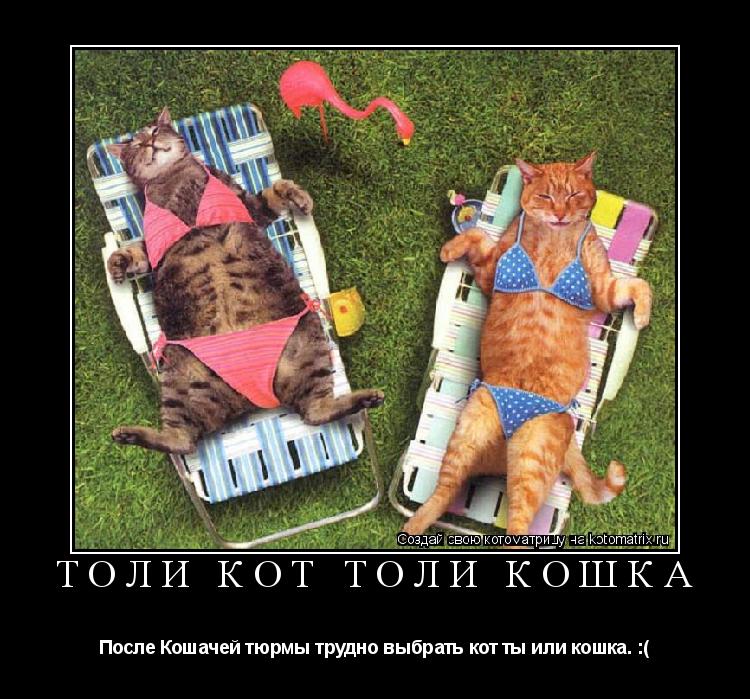Толи кот толи кошка После Кошачей тюрмы трудно выбрать кот ты или кошка. :(... Котоматрица: Толи кот толи кошка После Кошачей тюрмы трудно выбрать кот ты или кошка. :(