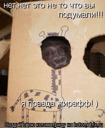 нет,нет это не то что вы подумали!!! я правда жирафф! )... Котоматрица: нет,нет это не то что вы подумали!!! я правда жирафф! )