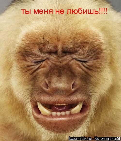 ты меня не любишь!!!!... Котоматрица: ты меня не любишь!!!!