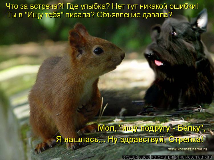Котоматрица: Что за встреча?! Где улыбка? Нет тут никакой ошибки! Ты в "Ищу тебя" писала? Объявление давала? Мол, "ищу подругу - Белку", Я нашлась... Ну здравст
