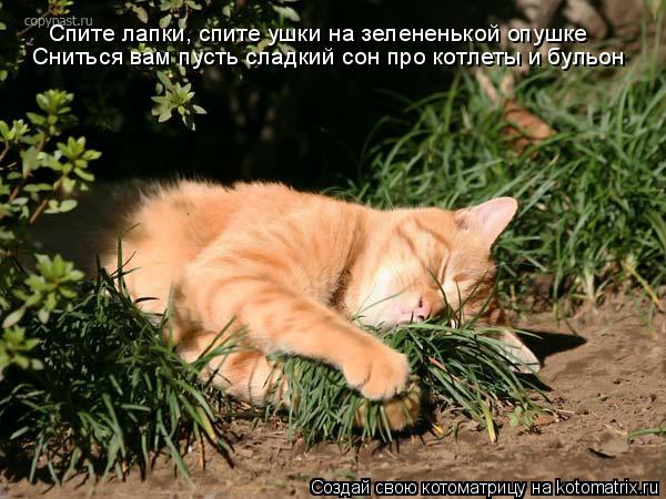 Спите лапки, спите ушки на зелененькой опушке Сниться вам пусть сладкий сон про котлеты и бульон... Котоматрица: Спите лапки, спите ушки на зелененькой опушке Сниться вам пусть сладкий сон про котлеты и бульон