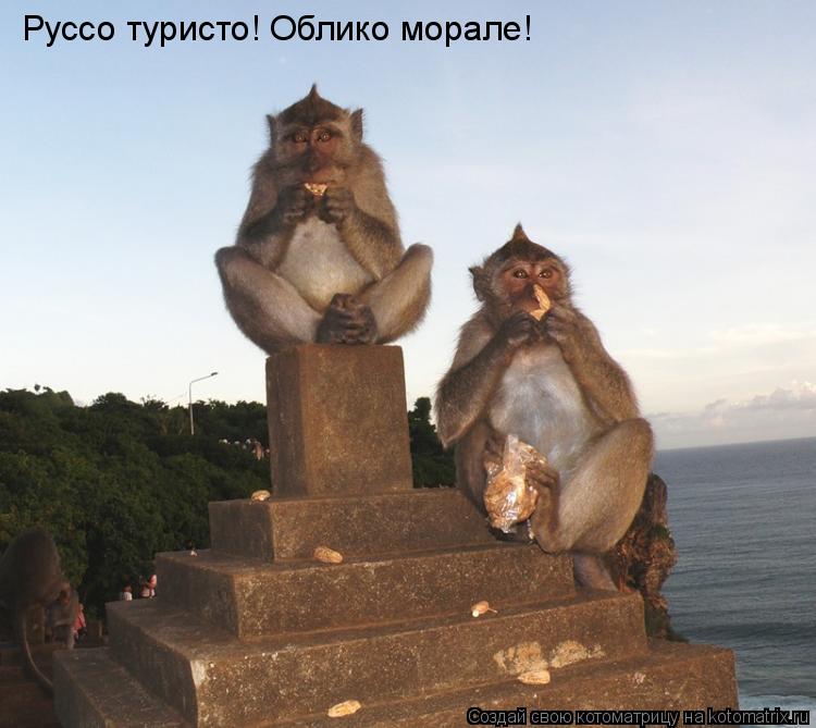 Руссо туристо! Облико морале!... Котоматрица: Руссо туристо! Облико морале!