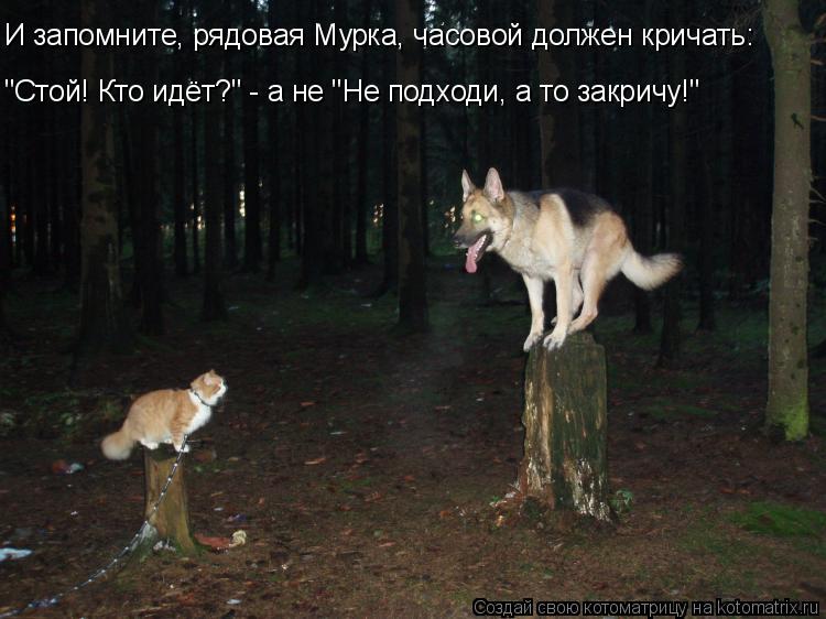 И запомните, рядовая Мурка, часовой должен кричать: "Стой! Кто идёт?" - а не "Не подходи, а то закри... Котоматрица: И запомните, рядовая Мурка, часовой должен кричать: "Стой! Кто идёт?" - а не "Не подходи, а то закричу!"