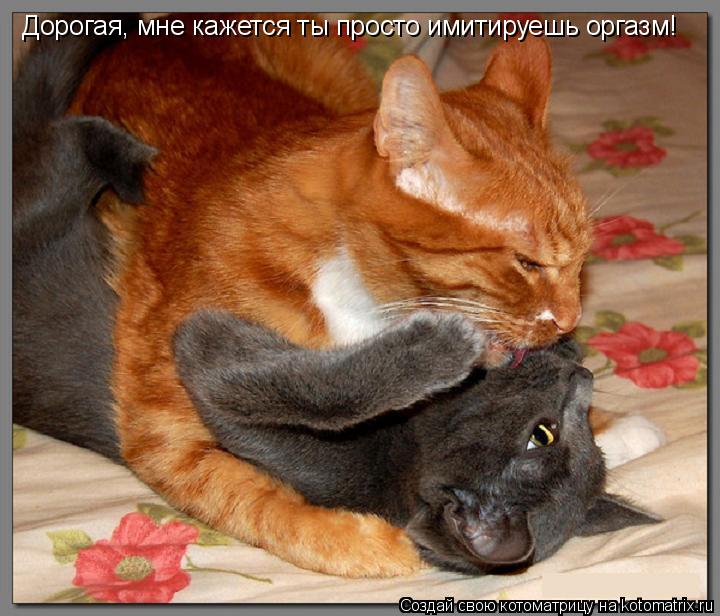 Дорогая, мне кажется ты просто имитируешь оргазм!... Котоматрица: Дорогая, мне кажется ты просто имитируешь оргазм!
