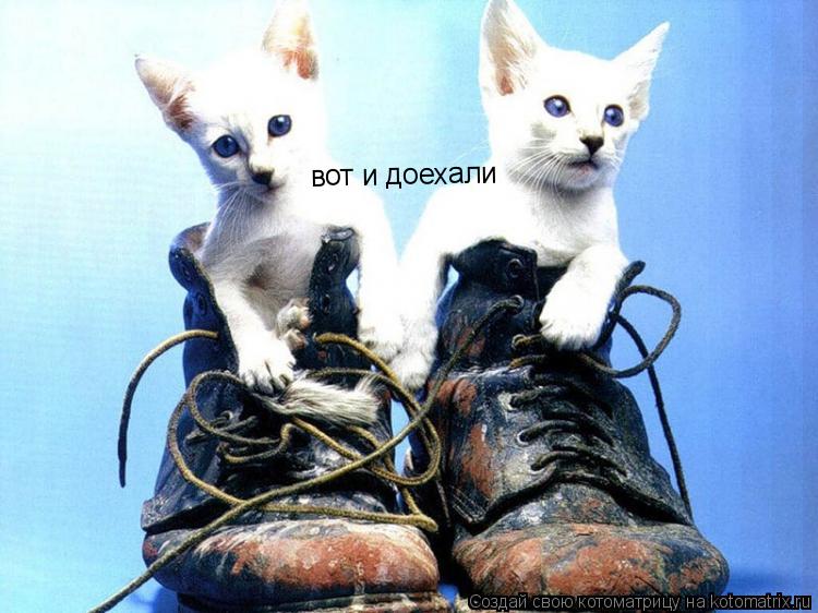 вот и доехали... Котоматрица: вот и доехали