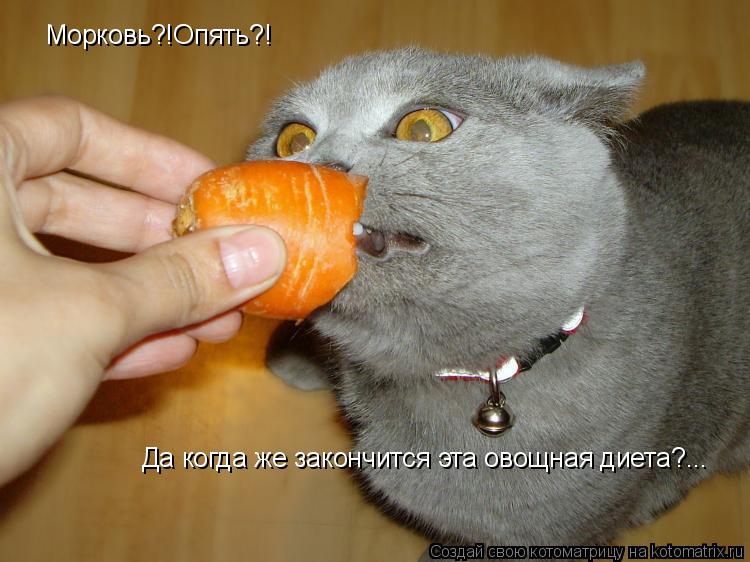 Котоматрица: Морковь?!Опять?! Да когда же закончится эта овощная диета?...