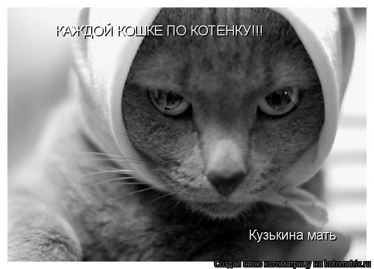 Котоматрица: КАЖДОЙ КОШКЕ ПО КОТЕНКУ!!!  Кузькина мать