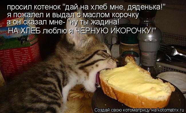 просил котенок "дай на хлеб мне, дяденька!" я пожалел и выдал с маслом корочку а он сказал мне- "ну т... Котоматрица: просил котенок "дай на хлеб мне, дяденька!" я пожалел и выдал с маслом корочку а он сказал мне- "ну ты жадина! НА ХЛЕБ люблю я ЧЕРНУЮ ИКОРОЧКУ!"
