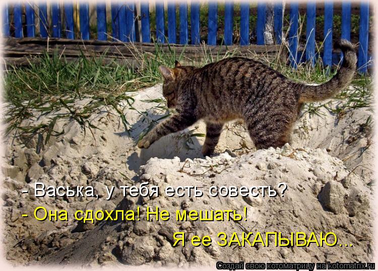 Котоматрица: - Васька, у тебя есть совесть? - Она сдохла! Не мешать! Я ее ЗАКАПЫВАЮ...