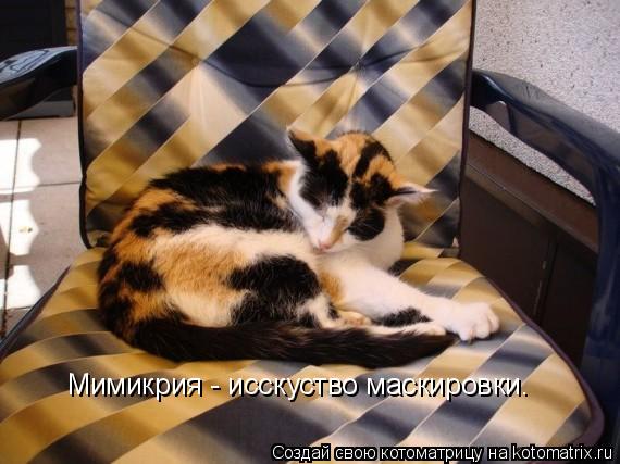 Мимикрия - исскуство маскировки.... Котоматрица: Мимикрия - исскуство маскировки.