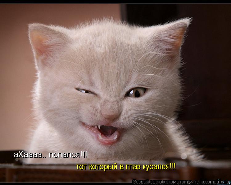 аХаааа...попался!!! тот который в глаз кусался!!!... Котоматрица: аХаааа...попался!!! тот который в глаз кусался!!!