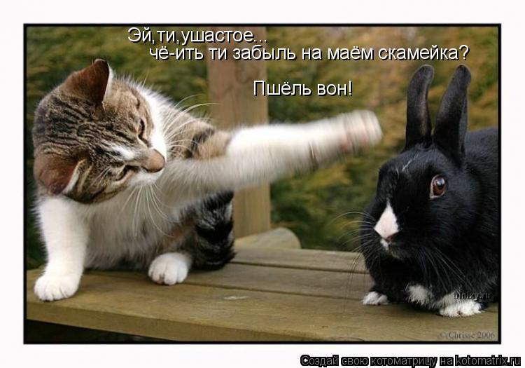 Эй,ти,ушастое... чё-ить ти забыль на маём скамейка? Пшёль вон!... Котоматрица: Эй,ти,ушастое... чё-ить ти забыль на маём скамейка? Пшёль вон!