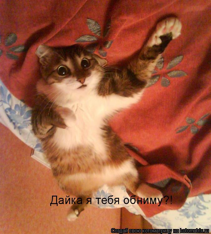 Дайка я тебя обниму?!... Котоматрица: Дайка я тебя обниму?!