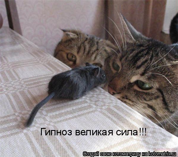 Гипноз великая сила!!!... Котоматрица: Гипноз великая сила!!!