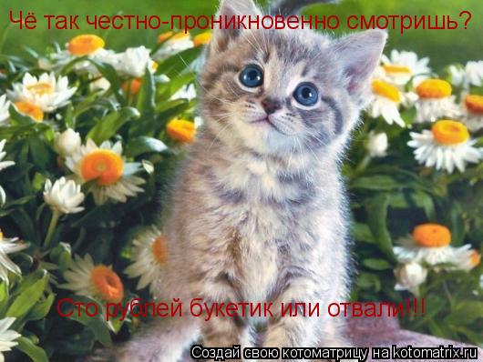 Чё так честно-проникновенно смотришь? Сто рублей букетик или отвали!!!... Котоматрица: Чё так честно-проникновенно смотришь? Сто рублей букетик или отвали!!!