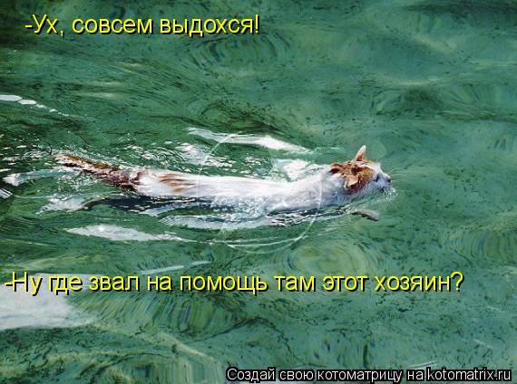 -Ух, совсем выдохся! -Ну где звал на помощь там этот хозяин?... Котоматрица: -Ух, совсем выдохся! -Ну где звал на помощь там этот хозяин?