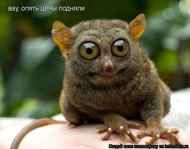 вау, опять цены подняли... Котоматрица: вау, опять цены подняли