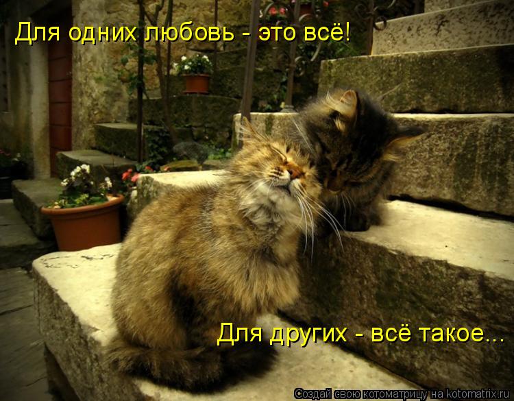Для одних любовь - это всё! Для других - всё такое...... Котоматрица: Для одних любовь - это всё! Для других - всё такое...