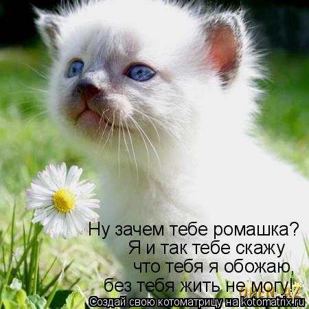Ну зачем тебе ромашка? Я и так тебе скажу что тебя я обожаю, без тебя жить не могу!... Котоматрица: Ну зачем тебе ромашка? Я и так тебе скажу что тебя я обожаю, без тебя жить не могу!
