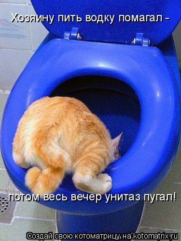 Котоматрица: Хозяину пить водку помагал - потом весь вечер унитаз пугал!