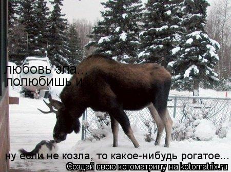 любовь зла... полюбишь и ... ну если не козла, то какое-нибудь рогатое...... Котоматрица: любовь зла... полюбишь и ... ну если не козла, то какое-нибудь рогатое...
