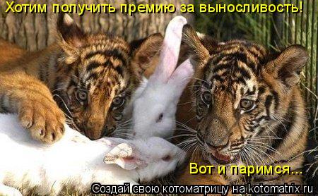 Котоматрица: Хотим получить премию за выносливость! Вот и паримся...