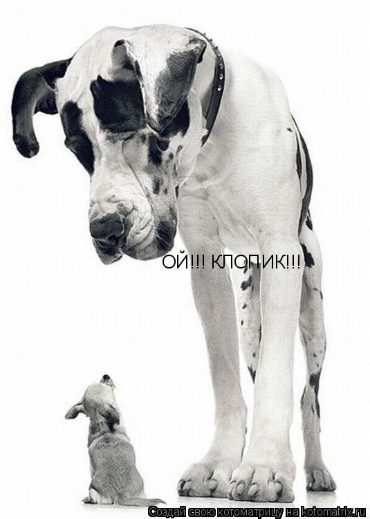 ОЙ!!! КЛОПИК!!!... Котоматрица: ОЙ!!! КЛОПИК!!!