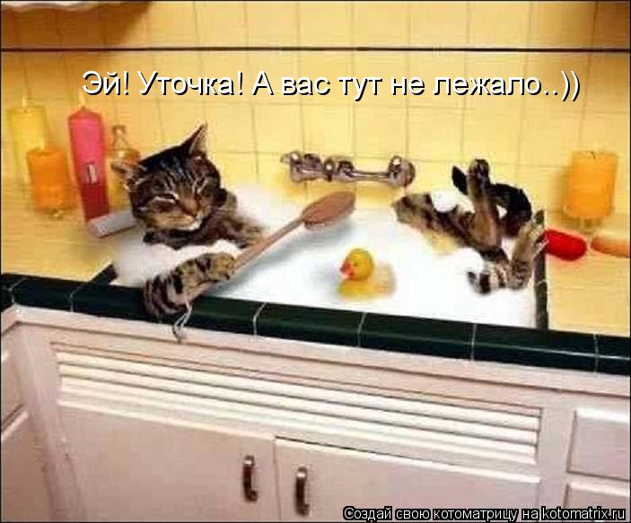 Котоматрица: Эй! Уточка! А вас тут не лежало..))