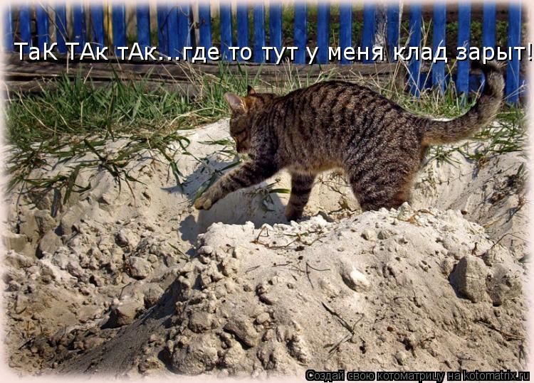 ТаК ТАк тАк...где то тут у меня клад зарыт!!!... Котоматрица: ТаК ТАк тАк...где то тут у меня клад зарыт!!!