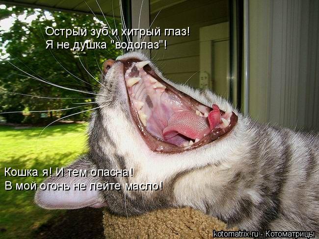 Острый зуб и хитрый глаз! Я не душка "водолаз"! Кошка я! И тем опасна! В мой огонь не лейте масло!... Котоматрица: Острый зуб и хитрый глаз! Я не душка "водолаз"! Кошка я! И тем опасна! В мой огонь не лейте масло!