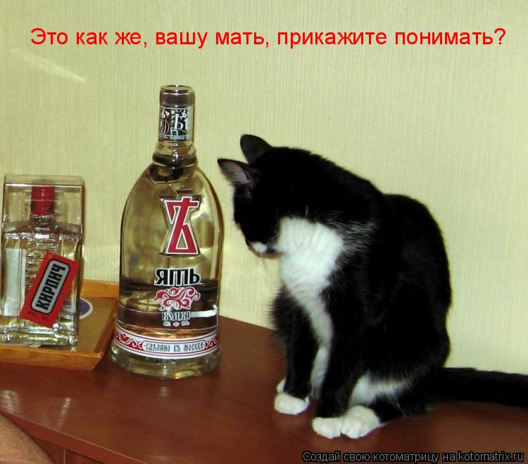 Это как же, вашу мать, прикажите понимать?... Котоматрица: Это как же, вашу мать, прикажите понимать?