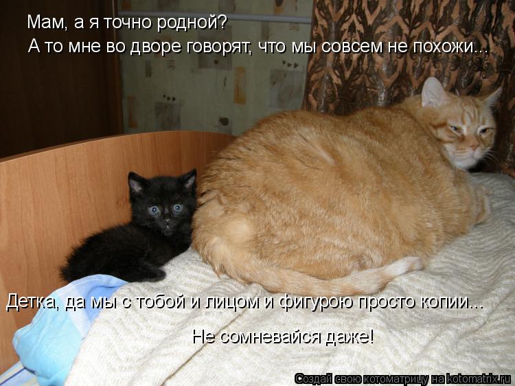 Мам, а я точно родной? А то мне во дворе говорят, что мы совсем не похожи... Детка, да мы с тобой и ... Котоматрица: Мам, а я точно родной? А то мне во дворе говорят, что мы совсем не похожи... Детка, да мы с тобой и лицом и фигурою просто копии... Не сомневайся