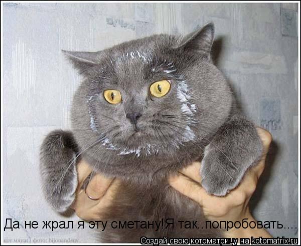 Да не жрал я эту сметану!Я так..попробовать....... Котоматрица: Да не жрал я эту сметану!Я так..попробовать....